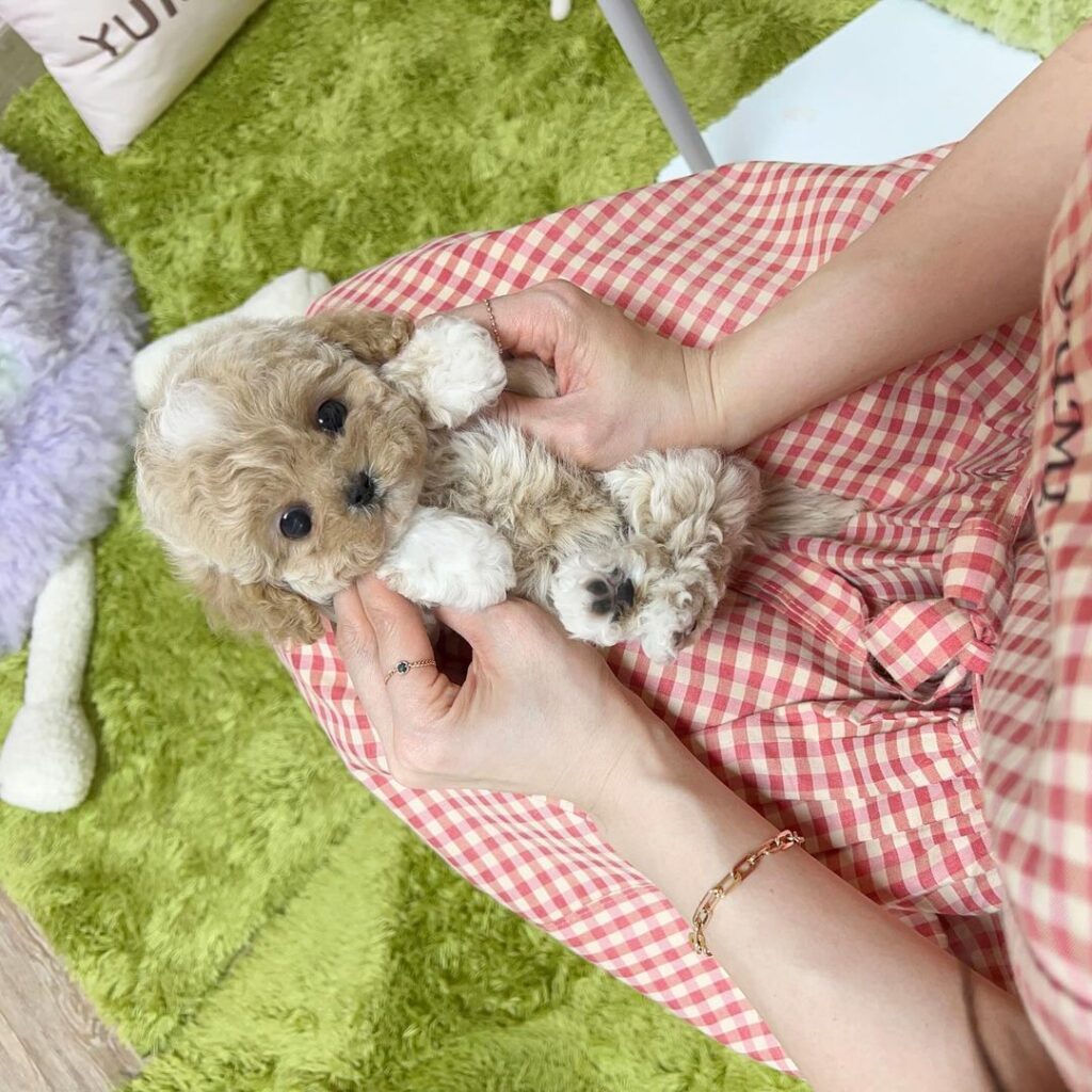 male teacup maltese puppy for sale