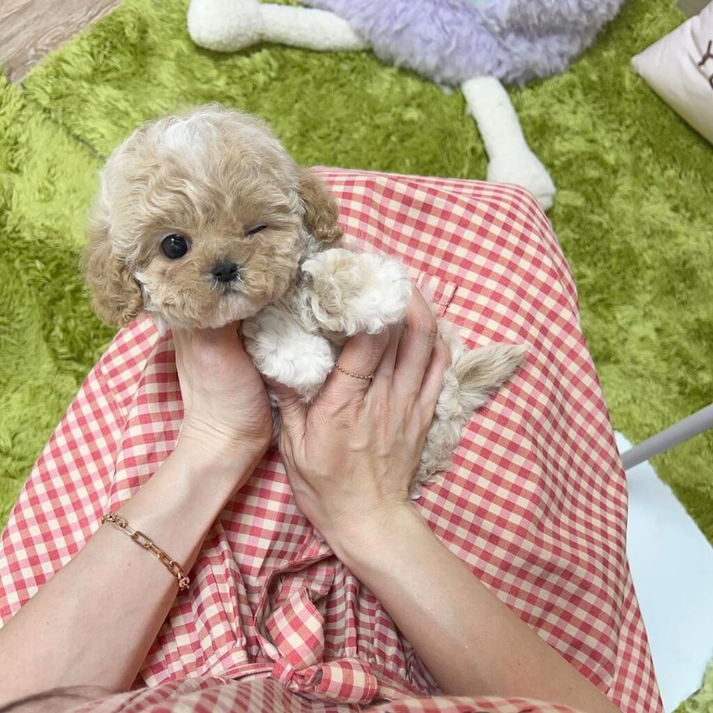 male teacup maltese puppy for sale