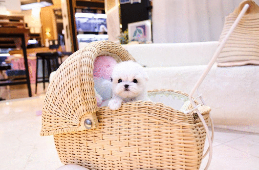 Male teacup maltese puppy for sale