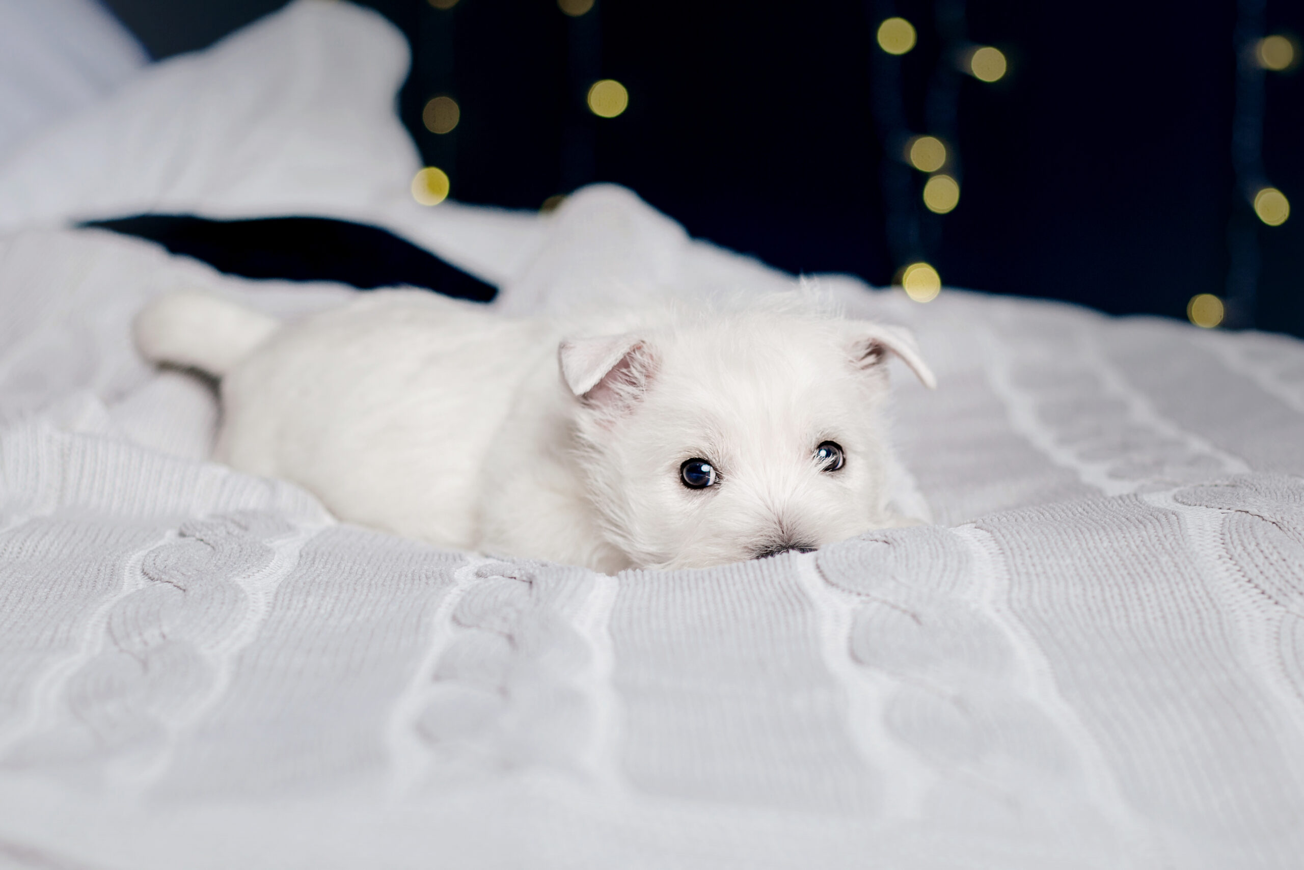 pearlpaw kennel